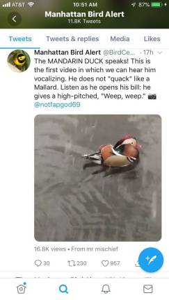 tracking the city’s bird news Screenshot of Mandarin Duck news with video from @notfapgod69, via Manhattan Bird Alert.