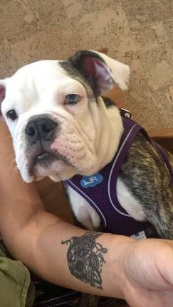 undercover at chelsea kennel club English bulldog Lilly turned out to have a heart murmur. Photo courtesy of Brianna Bryan