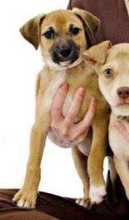 Pick of the Litter: The Cutest (and Most Adoptable) Pet of the Week Pick of the Litter: The Cutest (and Most Adoptable) Pet of the Week