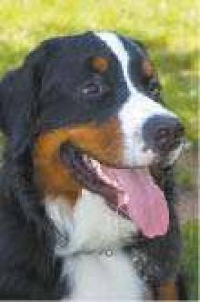 Spring Protection for Cats and Dogs Spring Protection for Cats and Dogs