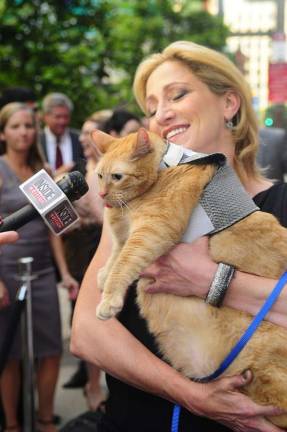 Spongebob, the 30-Pound Cat, Slims Down to 26-Pounds