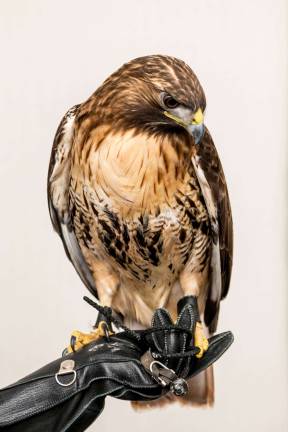 fundraising for the flocks A red-tailed hawk from Tenafly Nature Center was among the attendees at the Wild Bird Fund's annual "flocktail party" fundraiser. Photo: Nancy Adler Photography