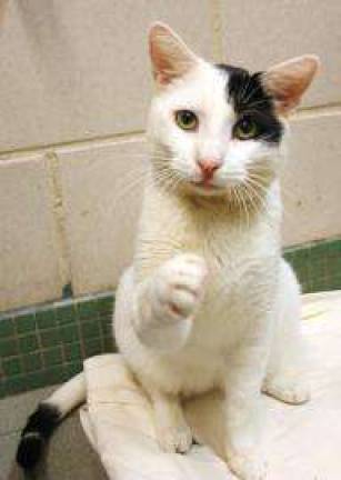 Pick of the Litter: The Cutest (Most Adoptable) Pet of the Week Pick of the Litter: The Cutest (Most Adoptable) Pet of the Week