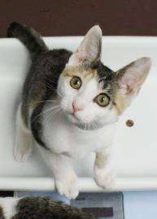 Pick of the Litter: Cutest (and Most Adoptable) Pet of the Week Pick of the Litter: Cutest (and Most Adoptable) Pet of the Week