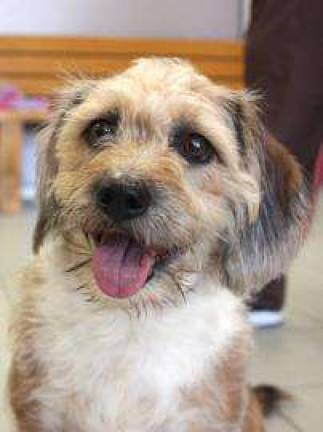 Pick of the Litter: The Cutest (And Most Adoptable) Pet of the Week Pick of the Litter: The Cutest (And Most Adoptable) Pet of the Week