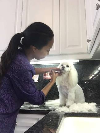 Best of manhattan 2016 Atsuko Ishikura of A1 Pet Grooming at work. She says such styling can help an animal’s mental and physical well-being.