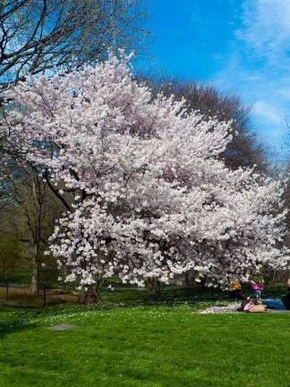 Spring Out of Whack? In NYC blooms appearing too early