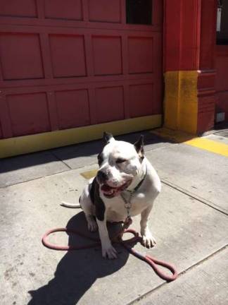 engine 44 closes for renovations Neighborhood dog Amelia Pudding lives across the street from Engine 44 and got treats from firefighters. Photo: Erin McElhinney