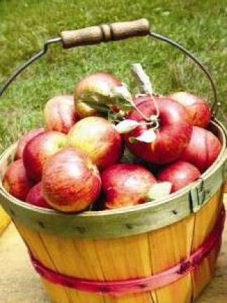 Best Local Farms For Apple-Picking, Hay Rides, Petting Zoos And More