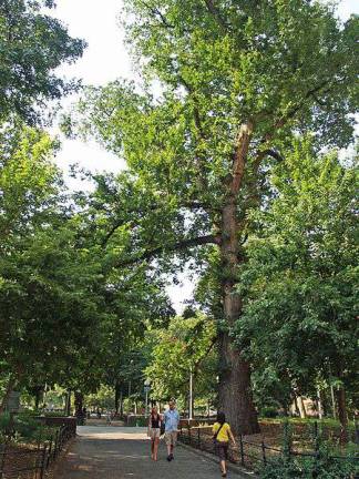 Washington Square Parks Famous Hangman's Elm To Get Minor Surgery Washington Square Parks Famous Hangman's Elm To Get Minor Surgery