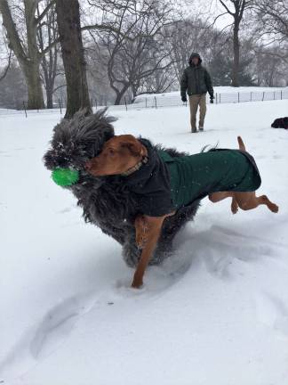 The Blizzard that wasn’t Dogs ran free in Central Park near West 72nd Street. Photo: Michael Garofalo