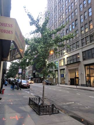 the greening of chelsea One of many trees found in District 3. Photo: Liz Hardaway