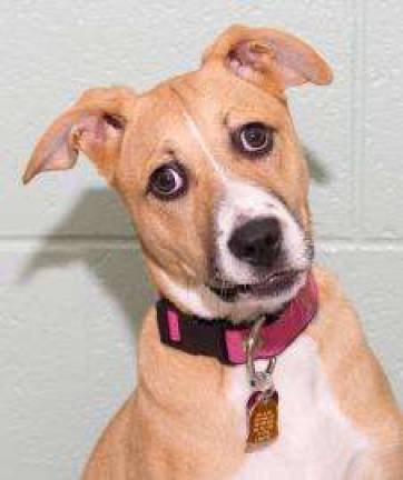 Pick of the Litter: The cutest (and most adoptable) pet of the week Pick of the Litter: The cutest (and most adoptable) pet of the week