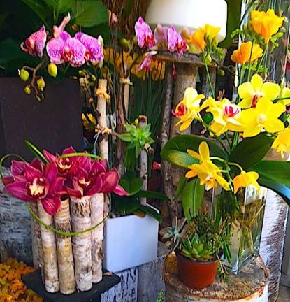 Orchids for Everybody The Manhattan Gardener Orchids for Everybody The Manhattan Gardener