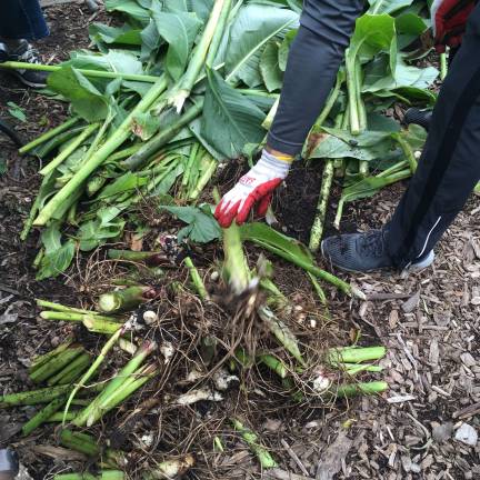 pesticide application ravages garden A volunteer at Jenny’s Garden trimming roots from canna plants on Sunday following a pesticide application on the nearby Amtrak right of way that severely damaged about half the West Harlem community garden. Photo: Richard Khavkine