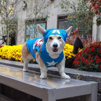 Your Pet, the INternet Celebrity Pets Wally the corgi, via Facebook