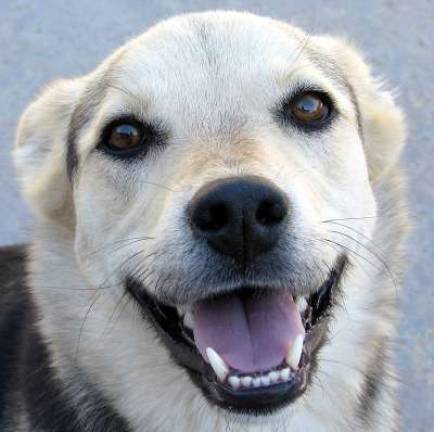 Dog (and Cat) Breath Smells Like Bigger Problems Ahead