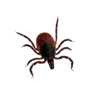 Tick-borne Illness Prompts Renewed Focus Tick-borne Illness Prompts Renewed Focus