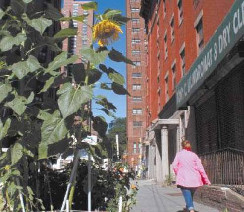 Sunflowers Brighten Up East Side Block Sunflowers Brighten Up East Side Block