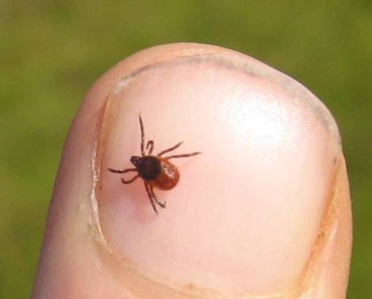Schumer Warns: Beware of Ticks in Central Park