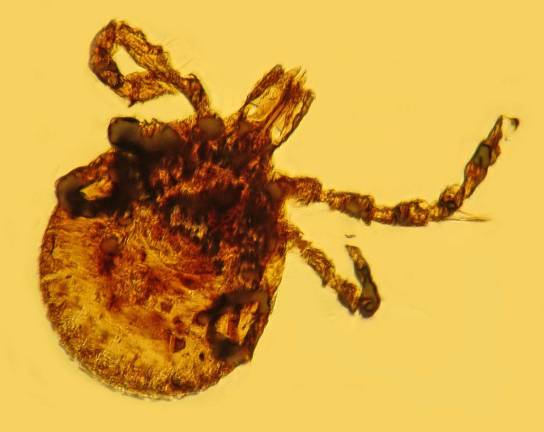 Fighting lyme disease in pets Pets Fighting lyme disease in pets Pets