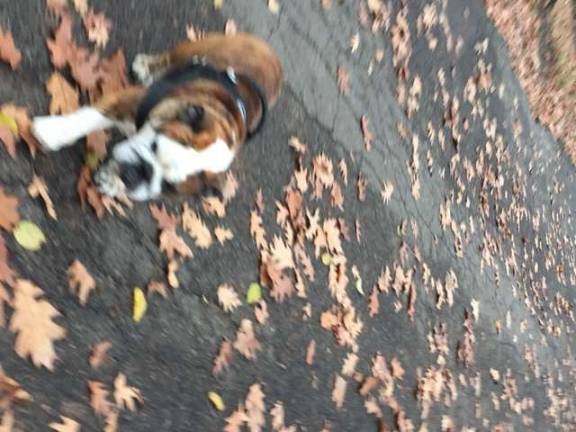 Best of manhattan 2016 A dog hangs out near a canine hot spot—the 105th Street Dog Run in Riverside Park
