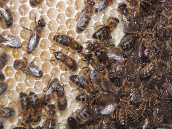Here Come the Bees: City Has Too Many Hives Say Experts