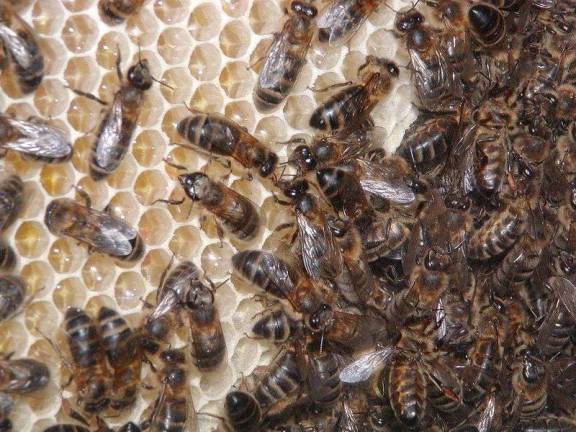 Here Come the Bees: City Has Too Many Hives Say Experts Here Come the Bees: City Has Too Many Hives Say Experts