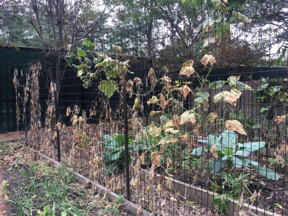 pesticide application ravages garden The fall harvest of vegetable plots at Jenny's Garden at the westernmost end of 138th Street was devastated by a Sept. 15 pesticide application on the abutting Amtrak right of way. Photo: Richard Khavkine