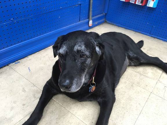 Family-run Store celebrates 117 years on the UWS Beacon mascot Bru, a 12-year-old black Labrador. Bru spends her days greeting customers, children from nearby P.S. 87, and other dogs. Photo: Razi Syed