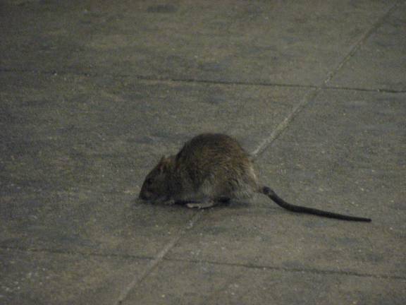 rat sightings on the rise News rat sightings on the rise News
