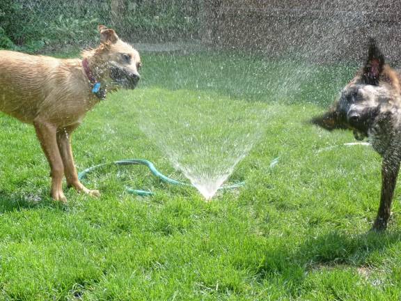 summertime hazards for animals pets Photo by B.Hbers via flickr