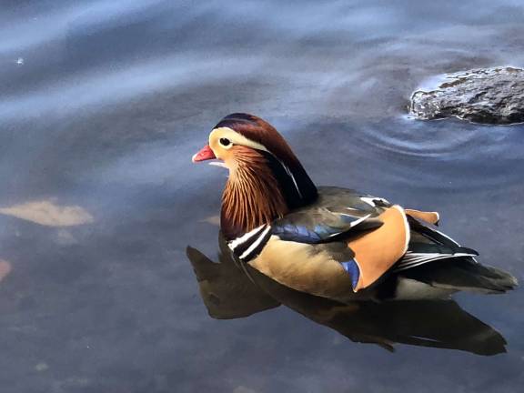 tracking the city’s bird news Mandarin duck in the Pond. Photo: Ben Rinzler