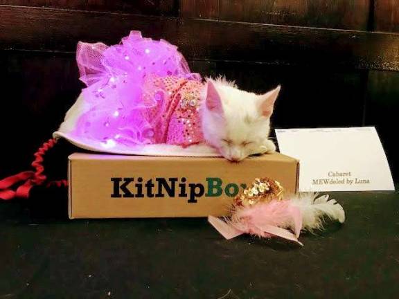 Fashionable felines strut stuff Luna takes a well-deserved catnap from cabaret at the Algonquin Cat's Annual Celebration. Photo: Charmaine P. Rice