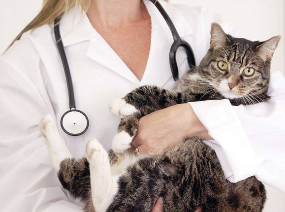 Cats Can Hide their Ailments, So Annual Checkups Are Needed