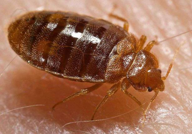 @BYTES1GHz Tech: Nerds Snitch On Poor People, Hate Bed Bugs