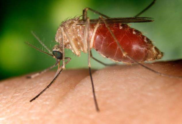 City Sees Jump in West Nile Virus Cases