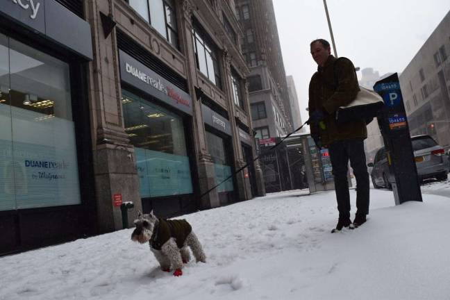 The Blizzard that wasn’t Loki, in red boots, takes his owner for a walk along Seventh Avenue near 28th Street. Photo: Genia Gould