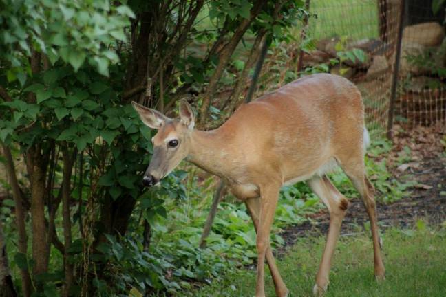 Take the Time to Check for Ticks Most New Yorkers who get Lyme disease are infected when they leave town for places where deer ticks are widespread. Photo: Jill Rogan, via flickr