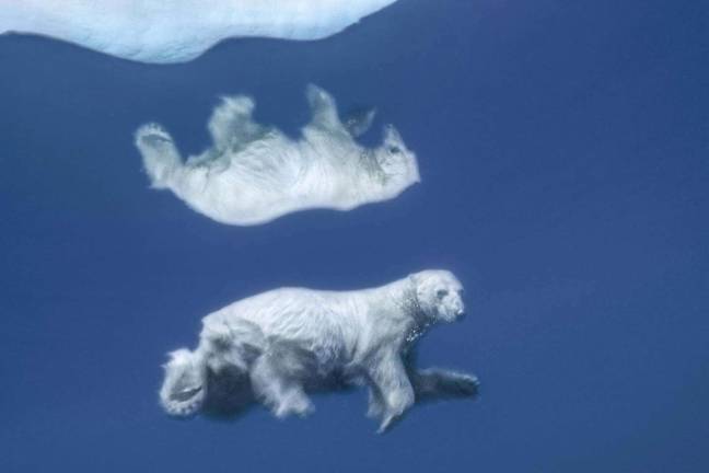 polar purpose “Polar Reflection.” Its image mirrored in icy water, a polar bear swims submerged. Photo: Paul Nicklen
