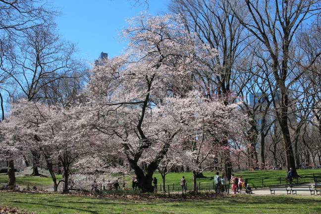 Spring and Allergy Season Have Sprung April 2017 in Central Park. Photo: Shinya Suzuki, via flickr
