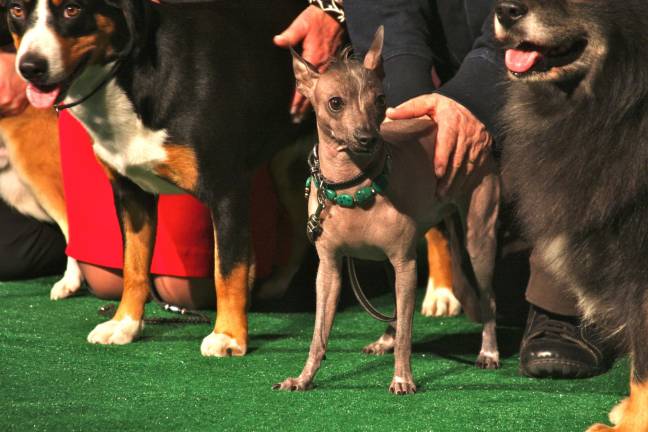 at dog show, A Shortage of city pups News at dog show, A Shortage of city pups News