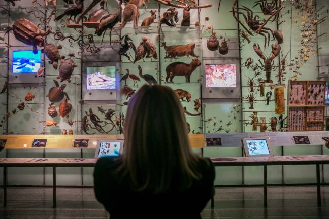 trump’s culture cuts The American Museum of Natural History received a $150,000 grant last year from the Institute of Museum and Library Sciences, which would lose all federal funding under President Donald Trump’s proposed budget. Photo: William Alatriste/New York City Council