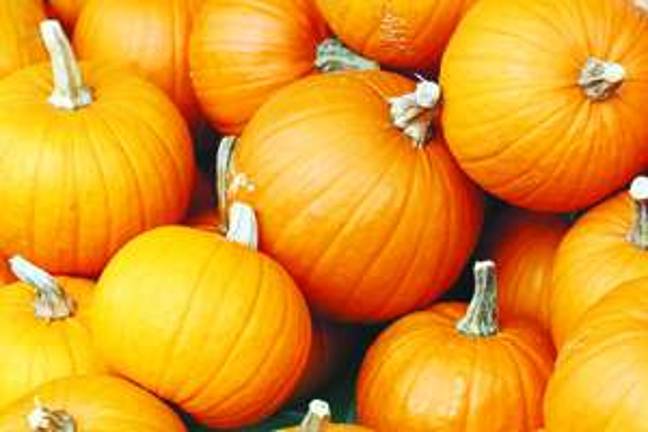 Pumpkin Revival Pumpkin Revival