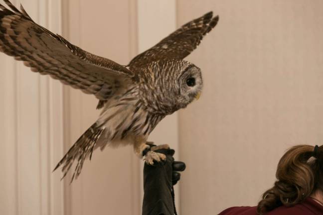 fundraising for the flocks A barred owl from Tenafly Nature Center also attended the "flocktail party." Photo: Nancy Adler Photography