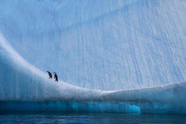 polar purpose “Home Ice Advantage.” Juvenile chinstrap penguins on a large iceberg along the Antarctic Peninsula. Photo: Paul Nicklen