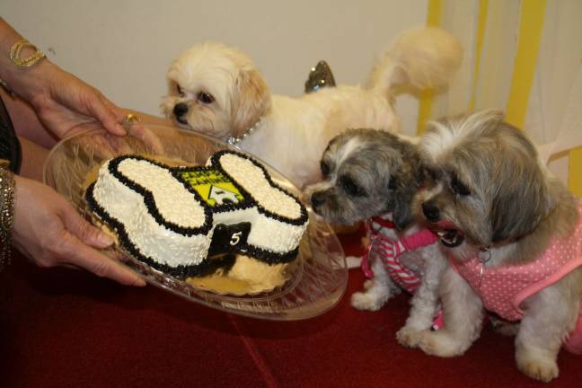 UWS dog ‘pawtee’ raises thousands for no-kill shelter Ready for cake at Camp Canine's "pawtee" on April 28. The Upper West Side doggy daycare hosted to benefit Muddy Paws Rescue, a local no-kill shelter. Photo: Razi Syed