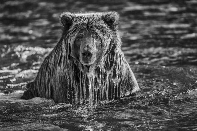 polar purpose “Majesty Surfacing.” Photo: Paul Nicklen