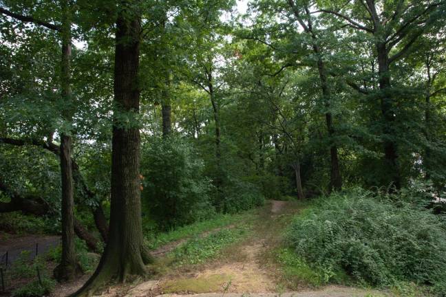 Assessing the risks to trees in Central Park. Photo: Jeremy Weine