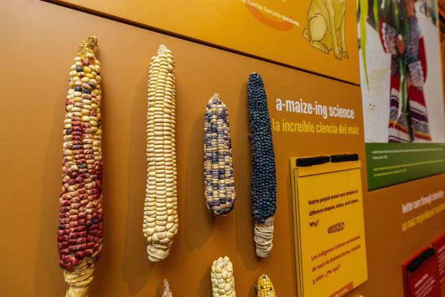 native innovation for the next generation In the "a-maize-ing science" activity, young people learn how Native people developed different types of corn.  Photo: 5th Ave Digital